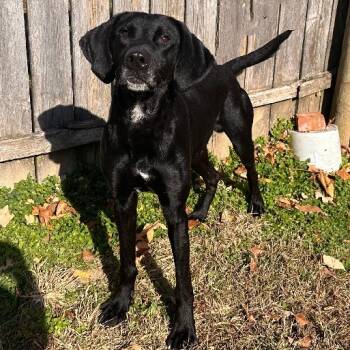 Rescue Hound and Labrador Retriever Dogs for Adoption in Mount Vernon, Indiana - Scottie | PetCurious