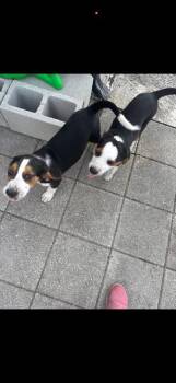 Basset Hound and Beagle Dogs Available for Adoption - Luke Duke | PetCurious