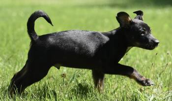 Oliver -  German Shepherd Dog and Rottweiler Dog for Adoption in Mechanicsburg, Pennsylvania - Oliver | PetCurious