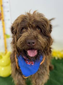 Labradoodle and Border Terrier Dogs Available for Adoption - Rocco | PetCurious