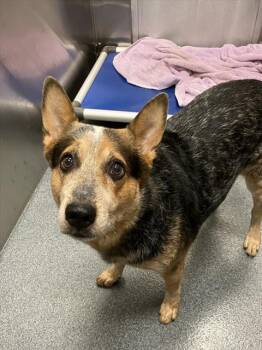 COBI -  Australian Cattle Dog Blue Heeler Dog for Adoption in Dallas, Texas - COBI | PetCurious