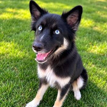 Willa -  Husky and Mixed Breed Dog for Adoption in Houston, Texas - Willa | PetCurious