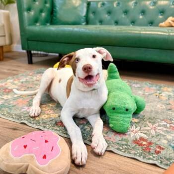Joel Tigre With The Dreamy Eyes -  Pit Bull Terrier and Labrador Retriever Dog for Adoption in Friendswood, Texas - Joel Tigre With The Dreamy Eyes | PetCurious
