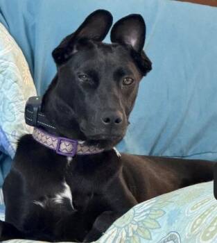 Rescue Labrador Retriever and Italian Greyhound Dogs for Adoption in Falls Church, Virginia - Pearl Krabbs | PetCurious