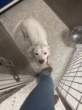 Ivory -  Mixed Breed Dog for Adoption in Atlanta, Georgia - Ivory | PetCurious