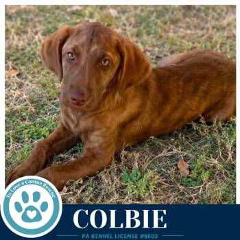 Colbie (The Copper Crew) 062026 -  Hound Dog for Adoption in Kimberton, Pennsylvania - Colbie (The Copper Crew) 062026 | PetCurious