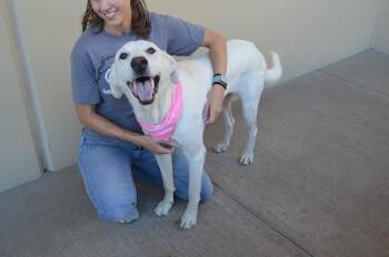 Latte -  Labrador Retriever Dog for Adoption in Mckinney, Texas - Latte | PetCurious