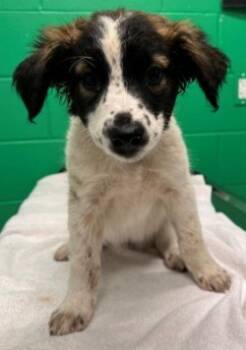 Rescue Anatolian Shepherd and Mixed Breed Dogs for Adoption in Kansas City, Missouri - Harrow | PetCurious