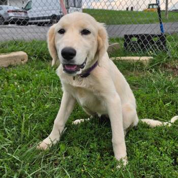 Mona -  Great Pyrenees Dog for Adoption in Jefferson City, Tennessee - Mona | PetCurious