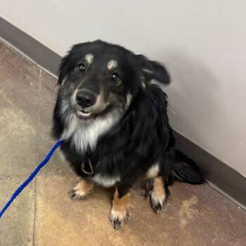 Australian Shepherd Dogs Available for Adoption in Tupelo, Mississippi - Ramen 052609U | PetCurious
