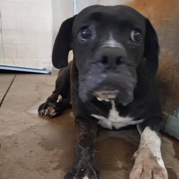 Squishy -  Boxer and Mixed Breed Dog for Adoption in Edinburg, Texas - Squishy | PetCurious