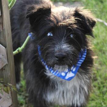 Schnauzer and Beagle Dogs Available for Adoption in Manchester, New Hampshire - Chrome In NH! Come Meet Our Adoptable Dogs Wed-Sat, More Info In | PetCurious