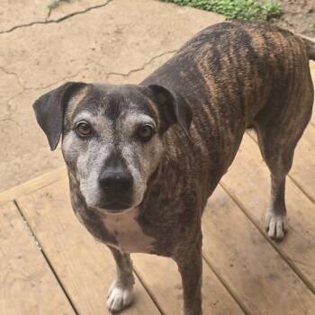 Lexi -  Mountain Cur Dog for Adoption in Martinsburg, West Virginia - Lexi | PetCurious