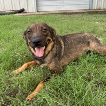 Rescue Shepherd and Mixed Breed Dogs for Adoption in Corsicana, Texas - Maya D45560 | PetCurious