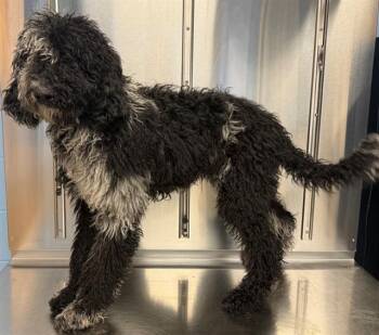 Poodle and Mixed Breed Dogs Available for Adoption in Minneapolis, Minnesota - DALLAS | PetCurious