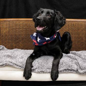 Artemis -  Labrador Retriever and Spaniel Dog for Adoption in Cheboygan, Michigan - Artemis | PetCurious