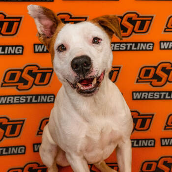 Rescue Terrier Dogs for Adoption in Ponca City, Oklahoma - Wyatt Hendrickson | PetCurious