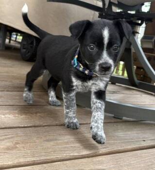 Bethel -  Australian Cattle Dog Blue Heeler Dog for Adoption in Newport, Kentucky - Bethel | PetCurious