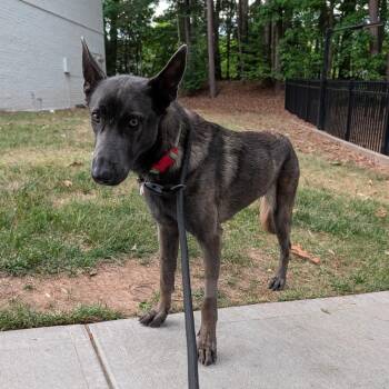 Shepherd Dogs Available for Adoption in Wake Forest, North Carolina - Claire | PetCurious