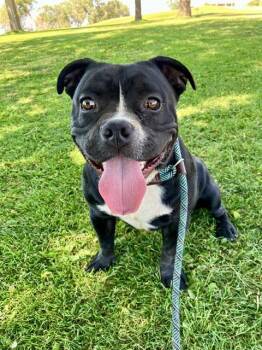 DREDREICK -  American Bulldog and Mixed Breed Dog for Adoption in Albuquerque, New Mexico - DREDREICK | PetCurious