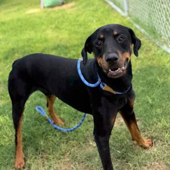 Ace -  Doberman Pinscher Dog for Adoption in Yuma, Arizona - Ace | PetCurious