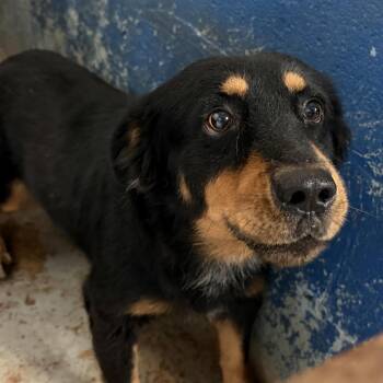 Ramos -  Shepherd Dog for Adoption in Edinburg, Texas - Ramos | PetCurious