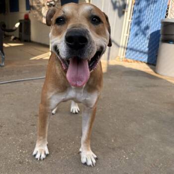 Churro -  Black Mouth Cur and Retriever Dog for Adoption in Martinez, California - Churro | PetCurious