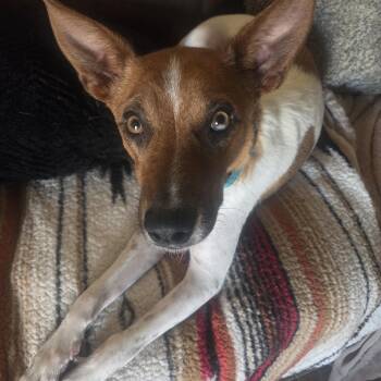 Bee -  Australian Cattle Dog Blue Heeler and Jack Russell Terrier Dog for Adoption in Cave Creek, Arizona - Bee | PetCurious