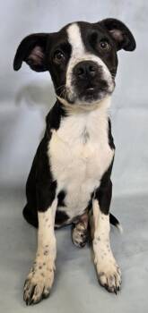 James -  Boston Terrier and Mixed Breed Dog for Adoption in Morton Grove, Illinois - James | PetCurious