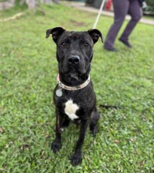Mixed Breed Dogs Available for Adoption - Pedro | PetCurious
