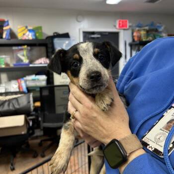 Australian Shepherd and Australian Cattle Dog Blue Heeler Dogs Available for Adoption in Morganton, North Carolina - Butterball | PetCurious
