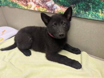 PANINI -  Chow Chow and Mixed Breed Dog for Adoption in Moreno Valley, California - PANINI | PetCurious