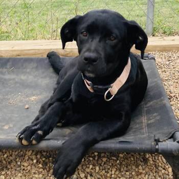 Black Labrador Retriever and Mixed Breed Dogs Available for Adoption in Pelham, New Hampshire - Onyx  | PetCurious