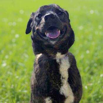 Labrador Retriever and German Shepherd Dog Dogs Available for Adoption in Greensburg, Pennsylvania - Lenox | PetCurious