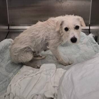 Wirehaired Terrier Dogs Available for Adoption in Montgomery, Alabama - Maisie | PetCurious
