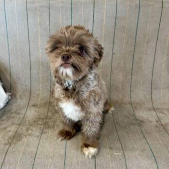 Coco -  Shih Tzu Dog for Adoption in Broken Arrow, Oklahoma - Coco | PetCurious