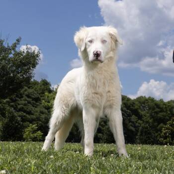 Oso -  Mixed Breed Dog for Adoption in Franklin, Tennessee - Oso | PetCurious