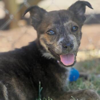 Terrier Dogs Available for Adoption in Greensboro, North Carolina - Olive | PetCurious