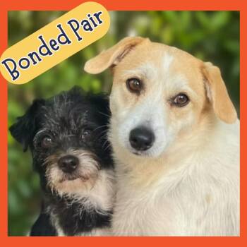 Terrier Dogs Available for Adoption in San Francisco, California - Eve & Crystal | PetCurious