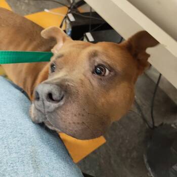 Super Girl -  Mixed Breed Dog for Adoption in Philadelphia, Pennsylvania - Super Girl | PetCurious