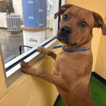 Rescue Mixed Breed Dogs for Adoption in Saint Marys, Ohio - Billy Joel | PetCurious