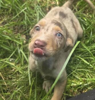Pickles -  Catahoula Leopard Dog Dog for Adoption in Boca Raton, Florida - Pickles | PetCurious