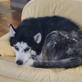 Koda -  Husky Dog for Adoption in New Castle, Delaware - Koda | PetCurious