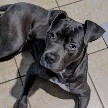 Grace -  Pit Bull Terrier Dog for Adoption in Naperville, Illinois - Grace | PetCurious