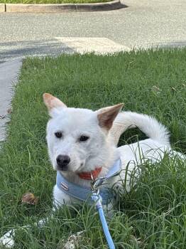 BOSSA2 -  Jindo Dog for Adoption in Johns Creek, Georgia - BOSSA2 | PetCurious