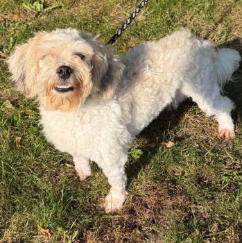 Bruce -  Shih Tzu and Bichon Frise Dog for Adoption in Waterloo, Iowa - Bruce | PetCurious