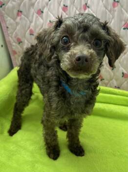 Poodle Dogs Available for Adoption in Pacolet, South Carolina - Ralphie Mar 26 | PetCurious