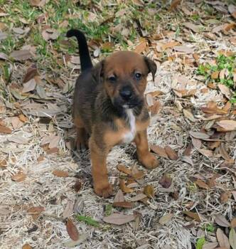 Shepherd and Hound Dogs Available for Adoption - Pua | PetCurious
