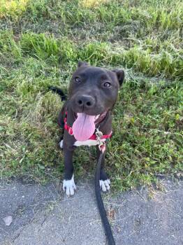Pit Bull Terrier Dogs Available for Adoption - Damon | PetCurious