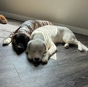 Jessie and Jasper -  Labrador Retriever and Mixed Breed Dog for Adoption in Houston, Texas - Jessie And Jasper | PetCurious